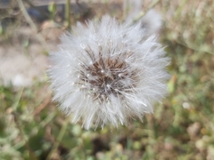 Urospermum picroides