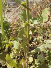 Urospermum picroides