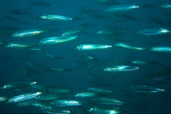 Sardinops sagax