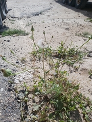 Urospermum picroides