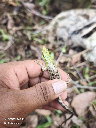 Lamprolepis smaragdina