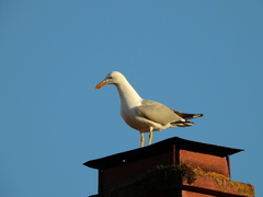 Larus michahellis