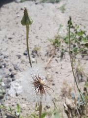 Urospermum picroides