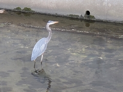 Ardea herodias