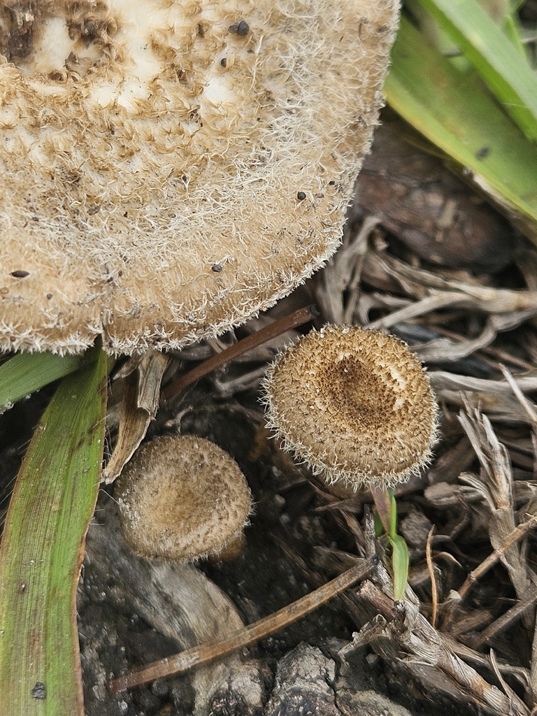 fringed sawgill · May 2026 · photo: Photo: (c) willingarden, some rights reserved (CC BY) · iNaturalist