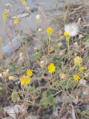 Senecio glaucus