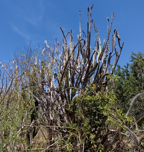 Pachycereus schottii