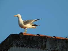 Larus michahellis