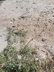 Sonchus oleraceus