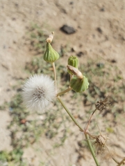 Sonchus oleraceus