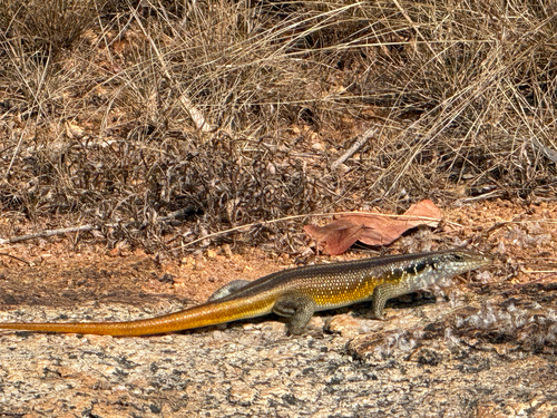 Rainbow Skink