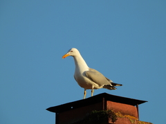 Larus michahellis