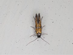 Chrysoesthia drurella