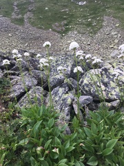 Valeriana alpestris