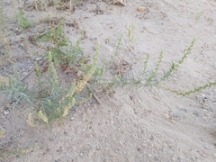 Oligomeris linifolia