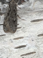 Semioscopis avellanella
