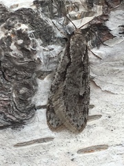 Semioscopis avellanella