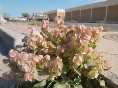 Rumex vesicarius