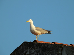 Larus michahellis