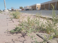 Oligomeris linifolia