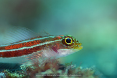 Helcogramma striata