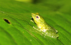 Pristimantis enigmaticus