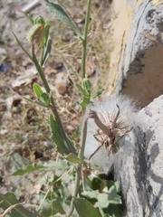 Urospermum picroides
