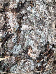 Semioscopis avellanella