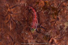 Helcogramma striata
