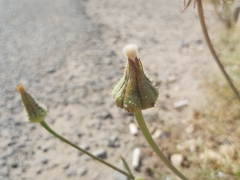 Urospermum picroides