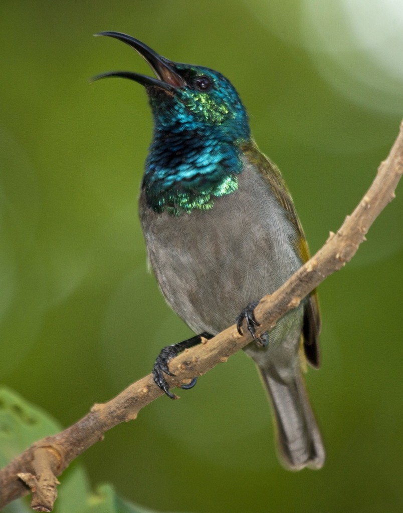Brownish Sunbirds