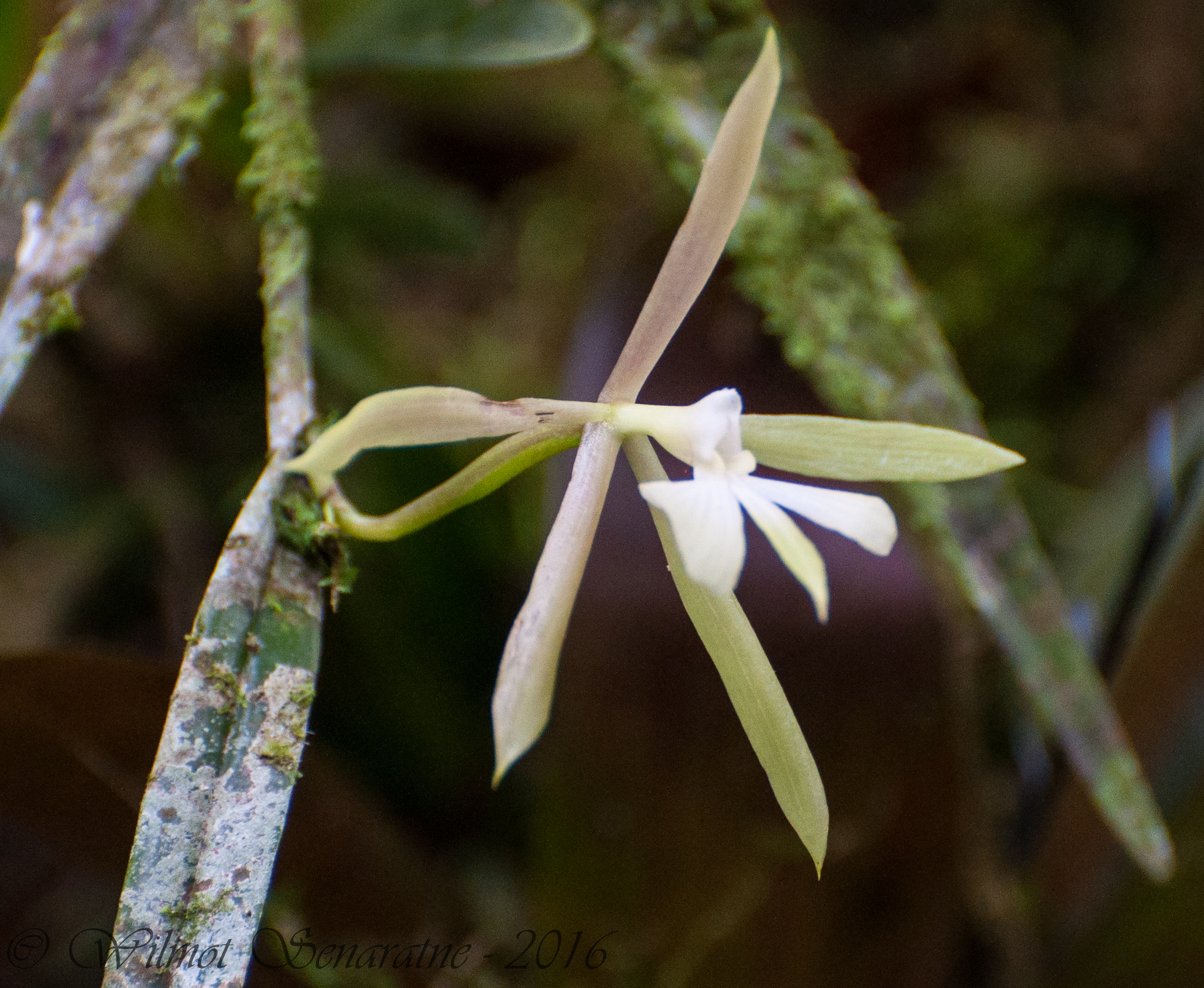 Epidendrum mininocturnum Dodson 4
