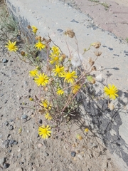 Senecio glaucus