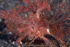 Pteroidichthys amboinensis