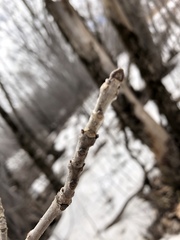 Fraxinus nigra image
