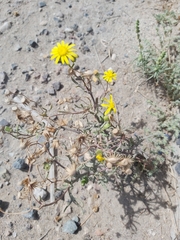 Asteraceae