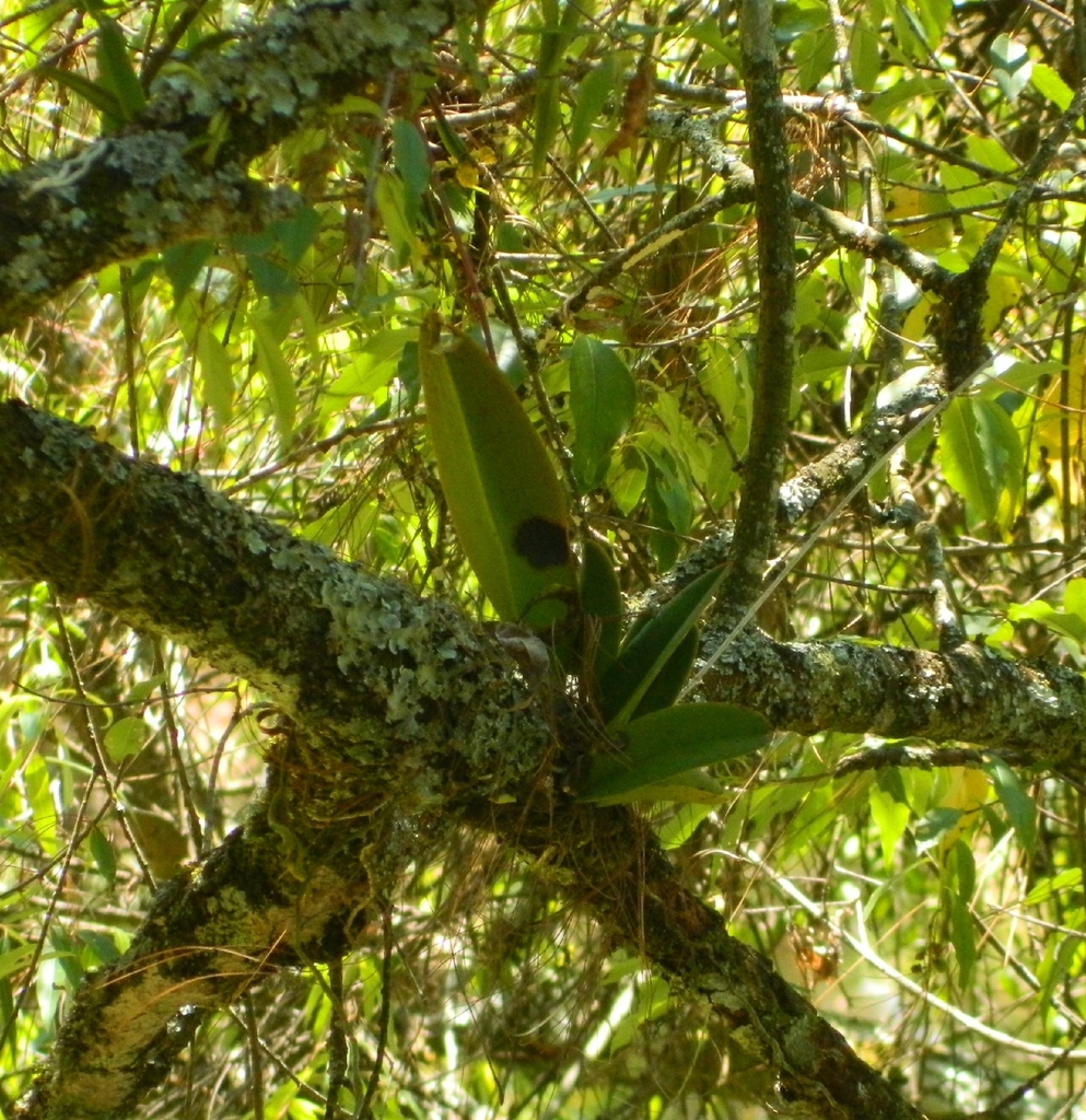 Epidendrum cavendishianum Bateman, 1837 2