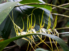 Brassia arcuigera, photograph author not stated, no rights reserved