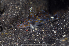 Fusigobius inframaculatus