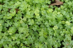 Hydrocotyle batrachium