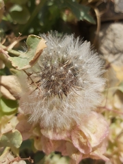 Urospermum picroides