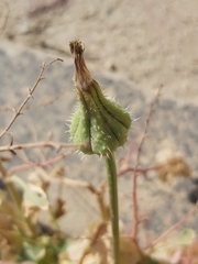 Urospermum picroides
