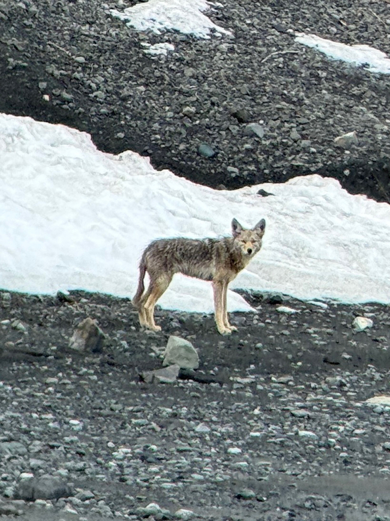 Alaskan Coyote