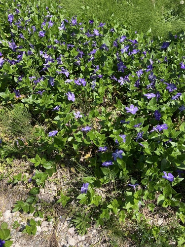 greater periwinkle