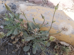 Urospermum picroides