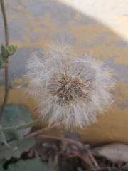Urospermum picroides