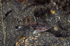 Fusigobius inframaculatus