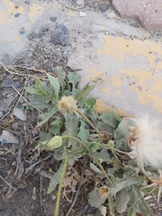 Urospermum picroides