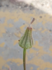 Urospermum picroides
