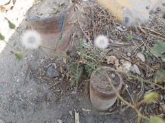 Sonchus oleraceus